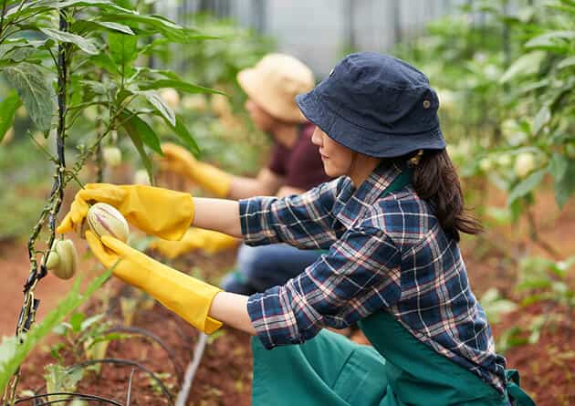 Modern Agriculture - 星空官网