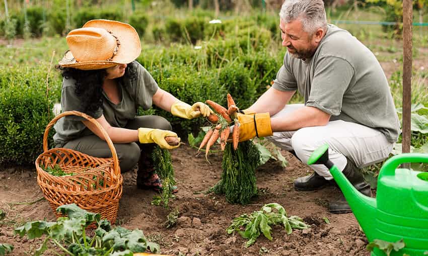 Revolutionizing the Way Food is Grown - 星空官网